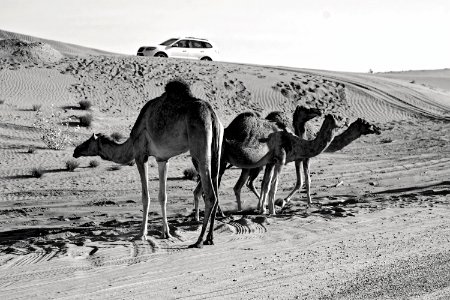 Grey Scale Photography Of Three Camels On Desert