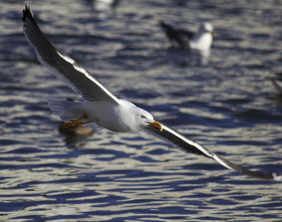 Flying water wings photo