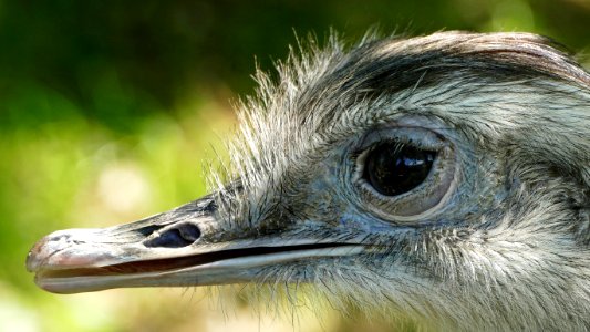 Ostrich Beak Bird Fauna photo