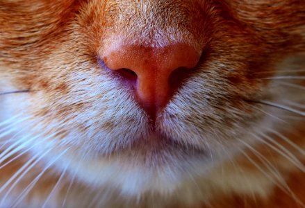 Cat Whiskers Face Nose photo