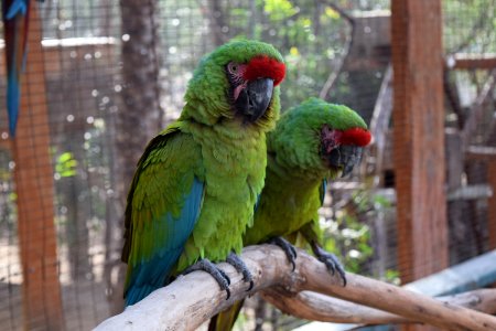 Bird Parrot Fauna Macaw photo