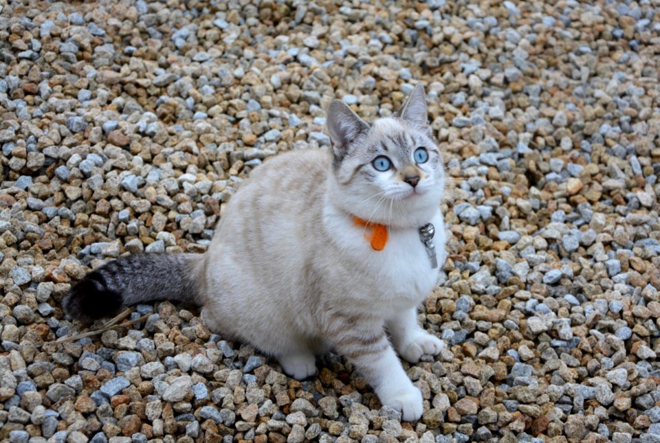 Cat Small To Medium Sized Cats Cat Like Mammal Fauna