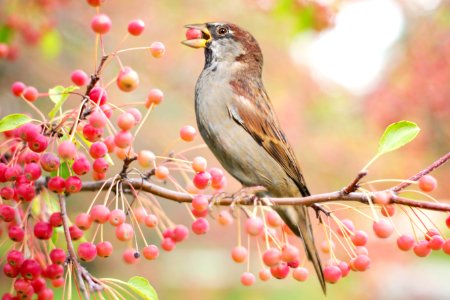 Bird Fauna Branch Flora photo