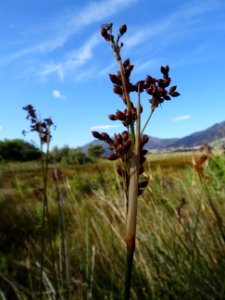 Plant Flora Vegetation Sky