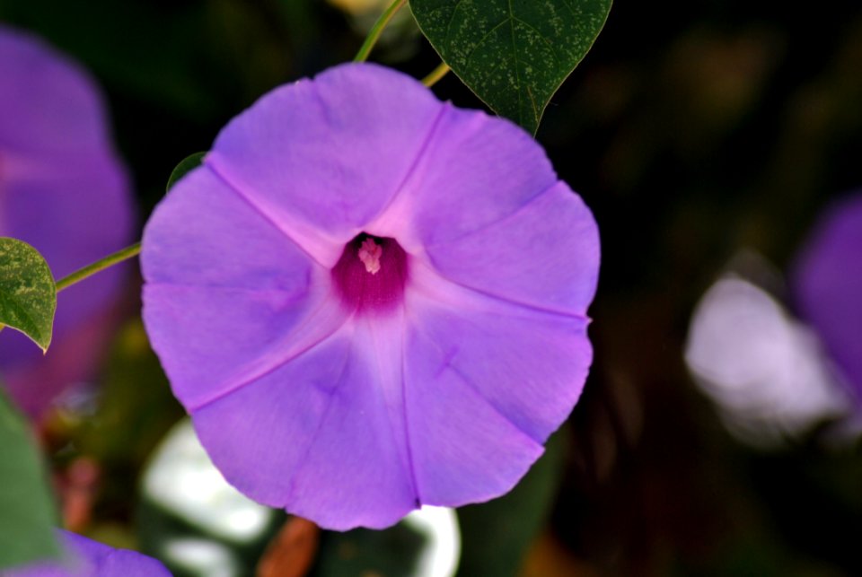 Flower Flora Purple Plant