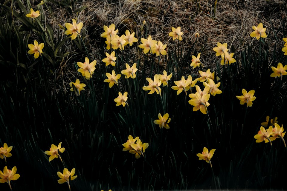 Yellow Petaled Flowers