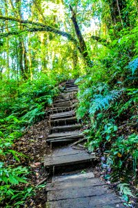 Landscape Photo Of Stair In The Forest