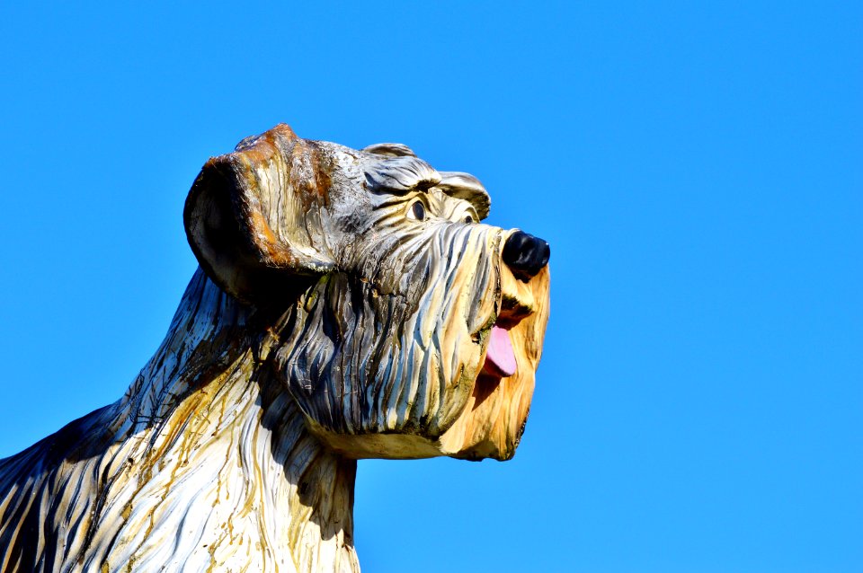 Sky Snout Dog Like Mammal Tree