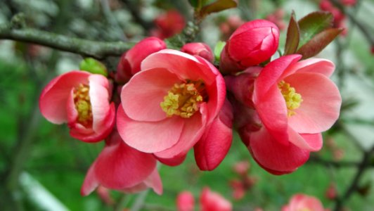 Pink Flower Blossom Plant