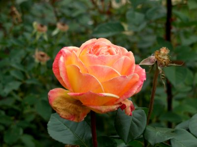 Rose Flower Rose Family Garden Roses