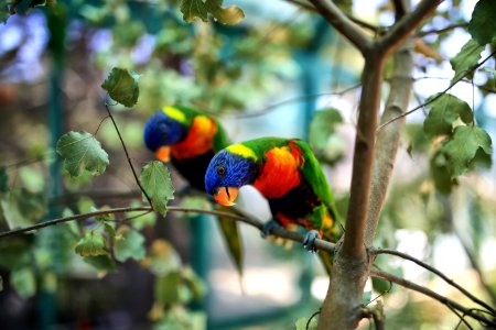 Bird Fauna Parrot Beak photo