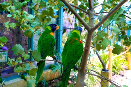 Bird Parrot Fauna Macaw photo