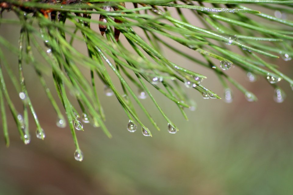 Water Dew Drop Pine Family