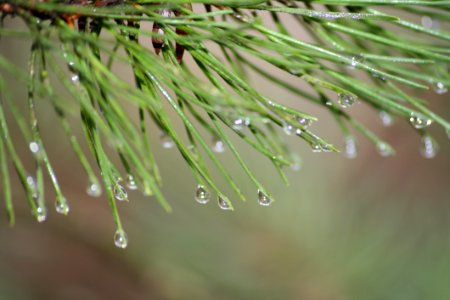 Water Dew Drop Pine Family