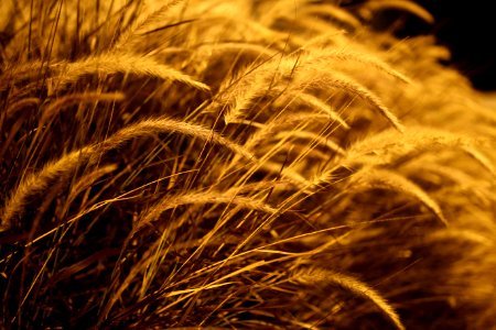 Close Up Grass Family Macro Photography Grain