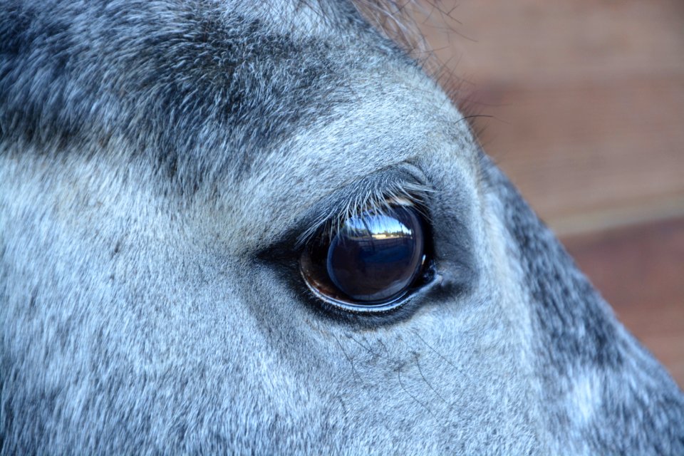 Eye Nose Mane Horse