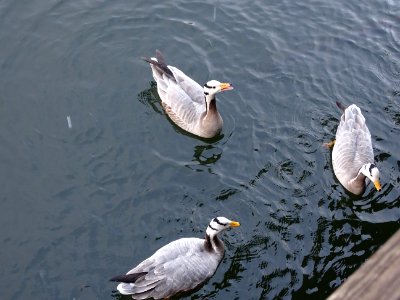 Bird Fauna Water Bird Seabird photo