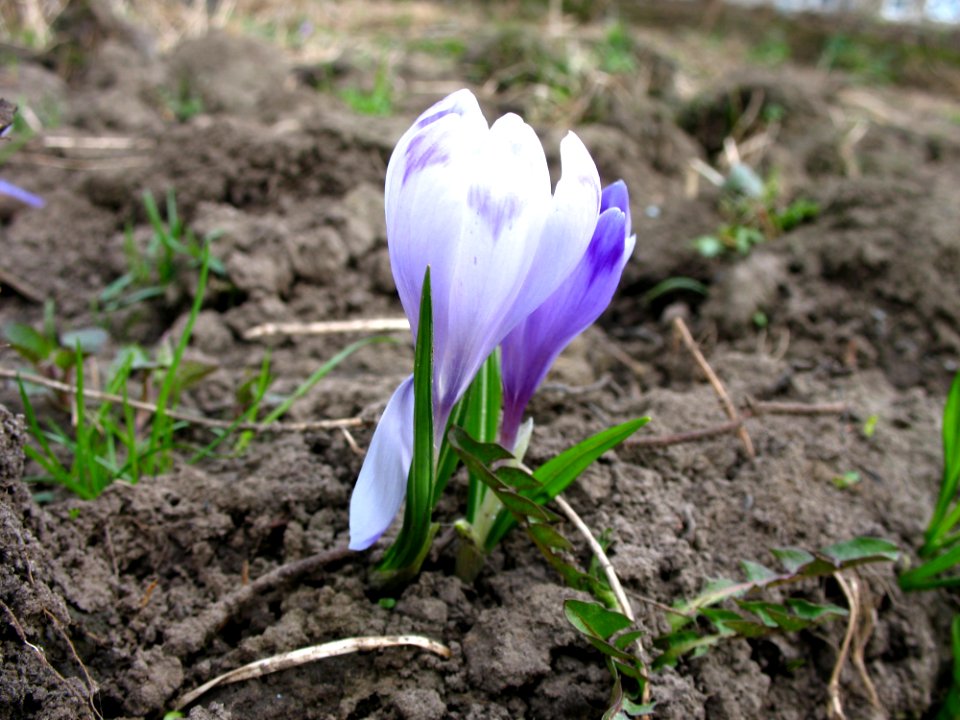 Flower Plant Crocus Flowering Plant