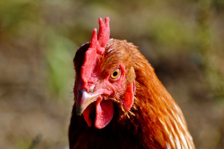 Chicken Beak Galliformes Rooster