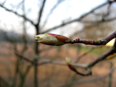 Branch Bud Plant Twig