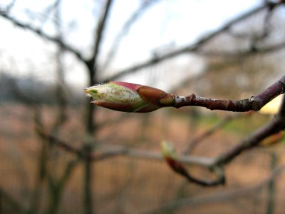 Branch Bud Plant Twig photo