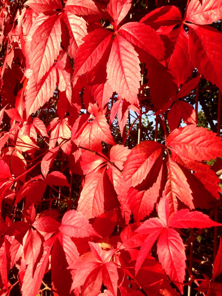 Red Leaf Autumn Deciduous