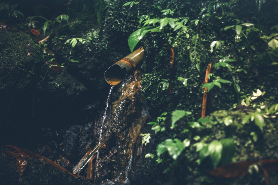 Shallow Focus Photography Of Water Drop Surrounded By Plants