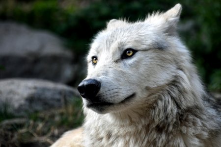 Wildlife Wolf Canis Lupus Tundrarum Fauna