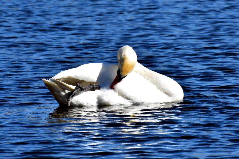 Bird Swan Water Bird Ducks Geese And Swans