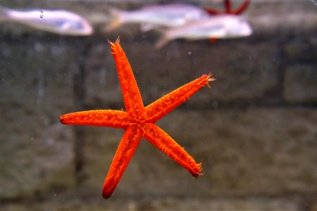 Starfish Marine Invertebrates Invertebrate Echinoderm
