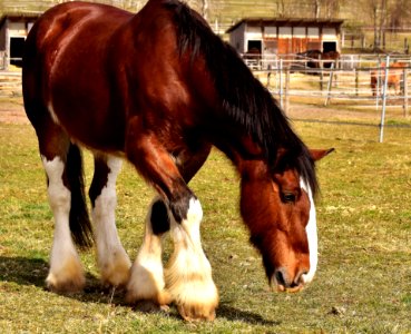 Horse Horse Like Mammal Mane Mare photo