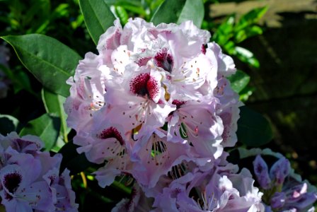 Flower Plant Woody Plant Flowering Plant