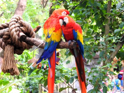 Bird Macaw Parrot Fauna photo