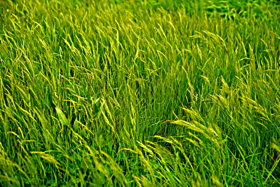 Grass Grassland Vegetation Field photo