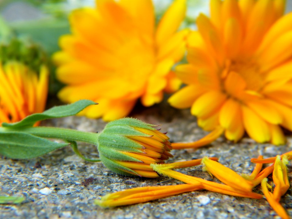 Flower Yellow Wildflower Plant