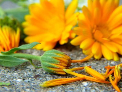 Flower Yellow Wildflower Plant