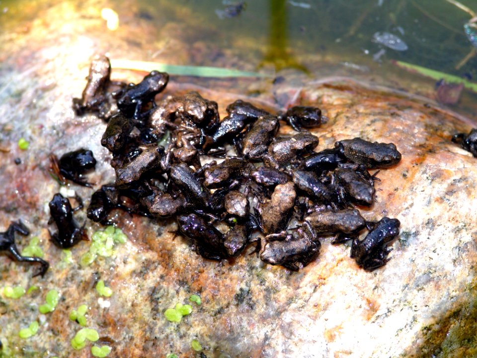 Mussel