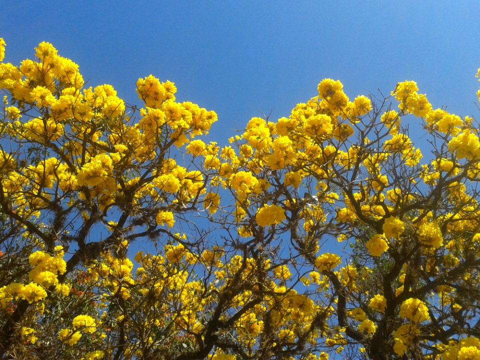 Yellow Sky Plant Flora