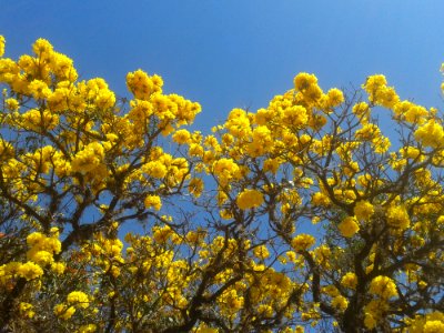 Yellow Sky Plant Flora