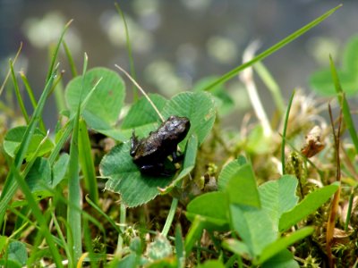 Fauna Insect Leaf Organism
