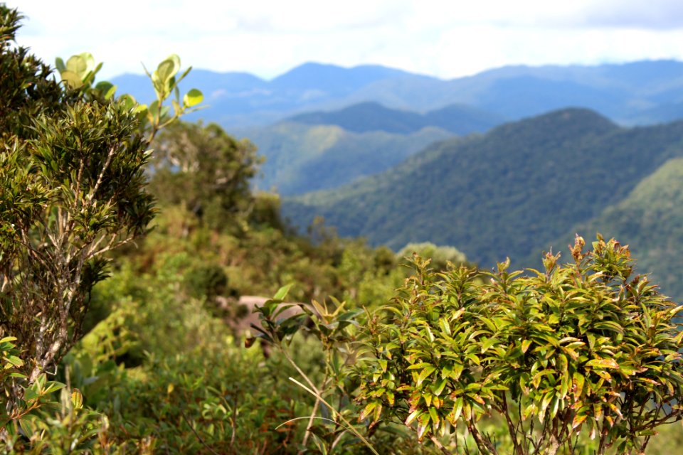 Vegetation Ecosystem Nature Reserve Shrubland