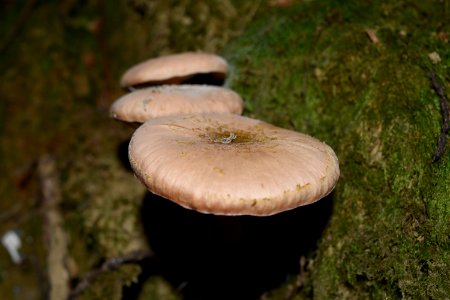 Mushroom Fungus Oyster Mushroom Edible Mushroom