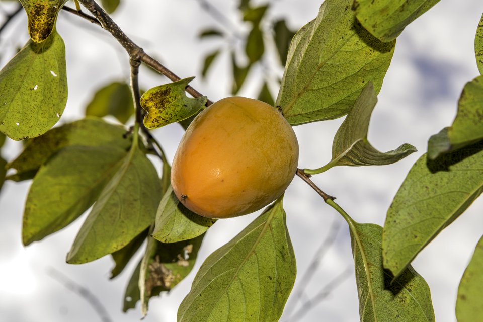 Fruit Tree Fruit Diospyros Citrus