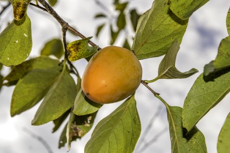 Fruit Tree Fruit Diospyros Citrus photo