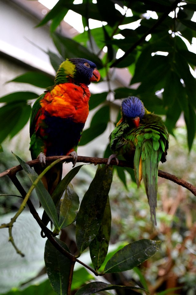 Bird Parrot Beak Lorikeet