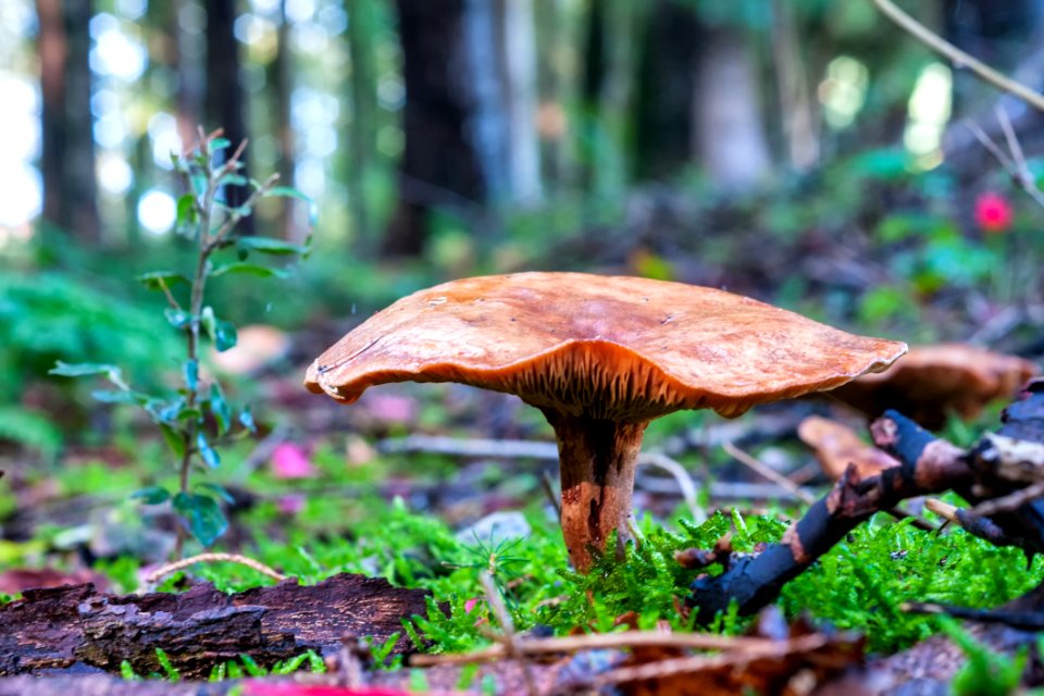 Mushroom Fungus Penny Bun Leaf