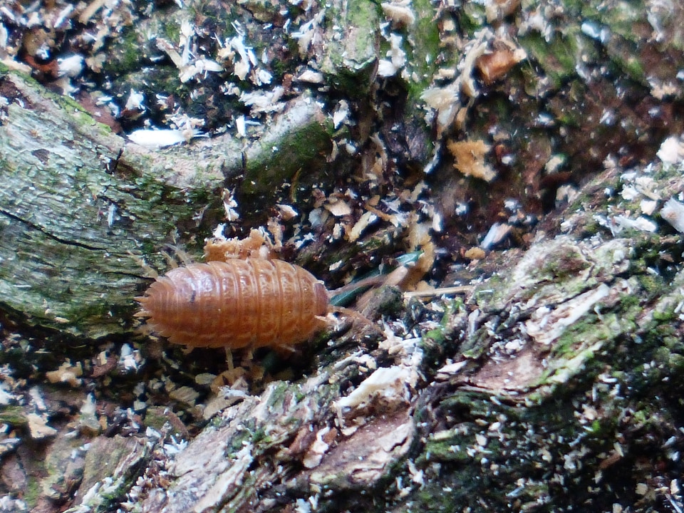Animal isopoda porcellio scaber
