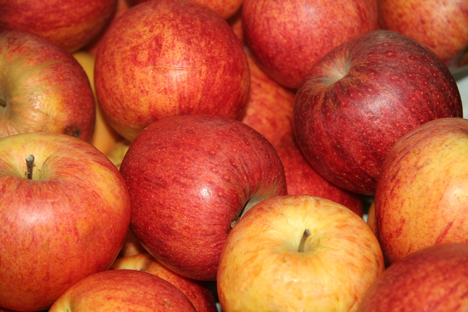 Fruit fruit season red
