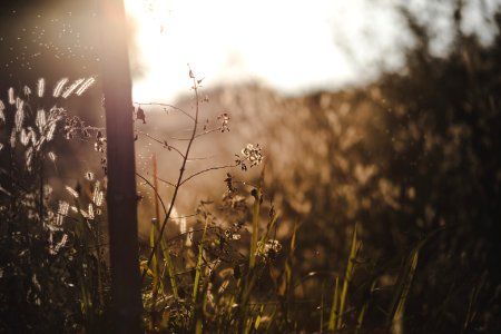 Selective Focus Photo Of Tree And Flowers At Golden Hour photo