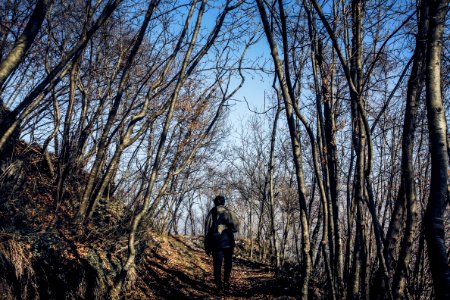 Man In Middle Of Forest photo